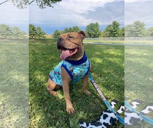 McLovin - Male American Bulldog-Unknown Mix Dog for Adoption - Photo #20