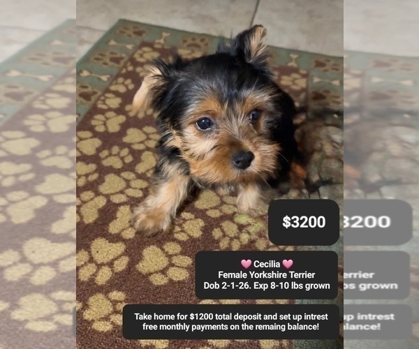 Medium Photo #1 Yorkshire Terrier Puppy For Sale in TUCSON, AZ, USA