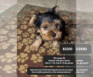 Yorkshire Terrier Puppy for sale in TUCSON, AZ, USA