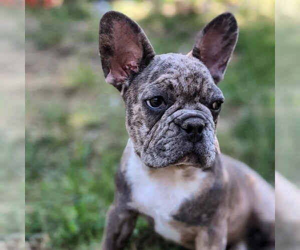 Medium Photo #1 French Bulldog Puppy For Sale in DENVER, CO, USA
