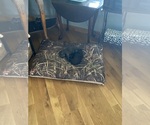 Small #6 Chinese Shar-Pei