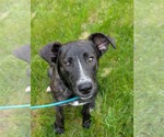 Small #14 American Staffordshire Terrier Mix