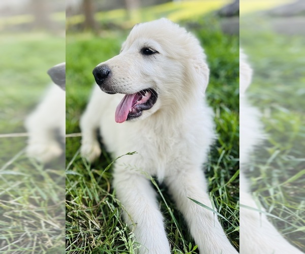 Medium Photo #4 Maremma Sheepdog Puppy For Sale in CONNEAUT, OH, USA
