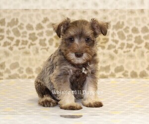 Schnauzer (Miniature) Puppy for sale in DENVER, PA, USA