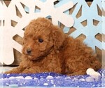 Small #3 Cavapoo