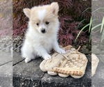 Small #3 Pomeranian