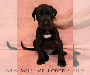 Great Dane Puppy for Sale in PUTNEY, Vermont USA