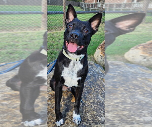 Medium Photo #2 Australian Kelpie-Unknown Mix Puppy For Sale in Claremore, OK, USA