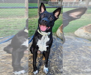 Tater Tot (AKA Onyx) - Male Australian Kelpie-Unknown Mix Dog for Adoption - Photo #2