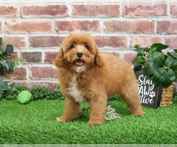 Medium Photo #1 Cavapoo (Miniature) Puppy For Sale in SYRACUSE, IN, USA