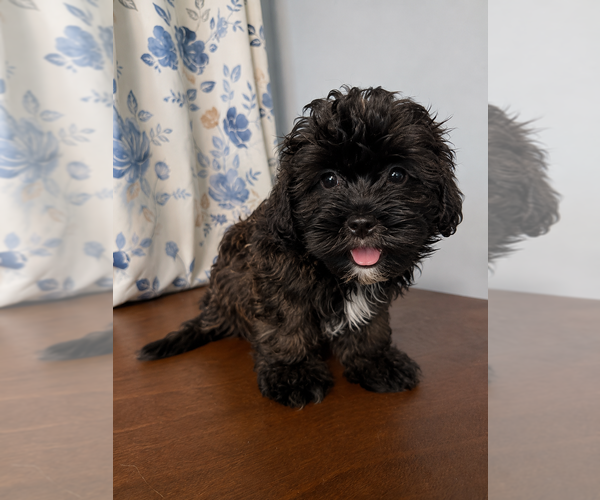 Medium Photo #17 Shih-Poo Puppy For Sale in DURHAM, CT, USA