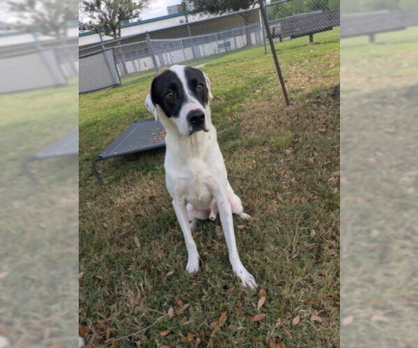 Medium Photo #2 Pointer-Unknown Mix Puppy For Sale in Texas City, TX, USA