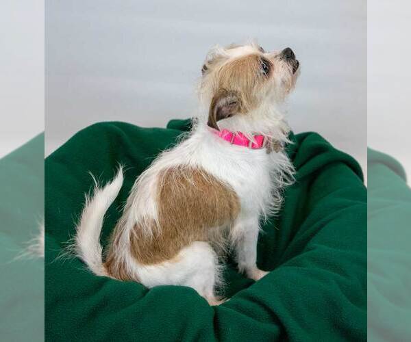 Medium Photo #7 Mutt Puppy For Sale in Kennesaw, GA, USA