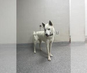 Siberian Husky-Unknown Mix Dogs for adoption in Pasadena, TX, USA