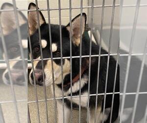 German Shepherd Dog-Siberian Husky Mix Dogs for adoption in West Valley, UT, USA