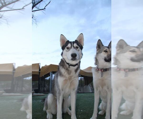 Medium Photo #2 Alusky Puppy For Sale in Randleman , NM, USA