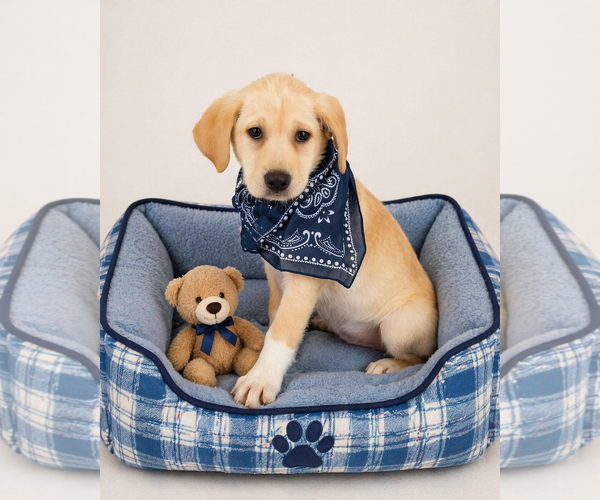 Medium Photo #3 Labrador Retriever-Retriever  Mix Puppy For Sale in Mt. Laurel, NJ, USA