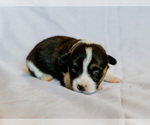 Small Photo #2 Pembroke Welsh Corgi Puppy For Sale in SOULSBYVILLE, CA, USA