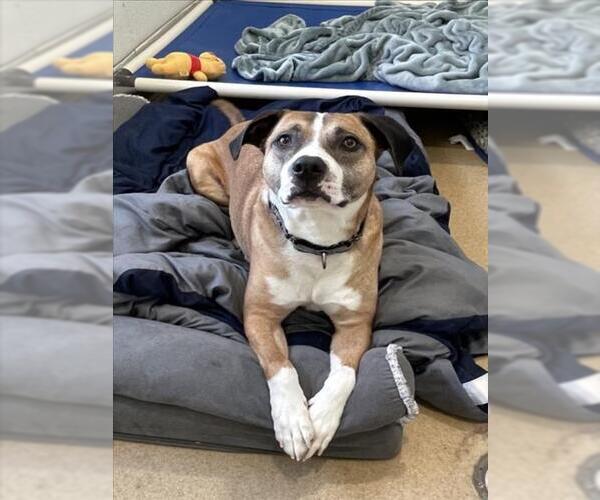 Medium Photo #2 American Pit Bull Terrier-Unknown Mix Puppy For Sale in Derwood, MD, USA