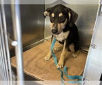 ELMO - Male American Staffordshire Terrier-Unknown Mix Dog for Adoption - Small photo