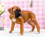 Small Photo #62 Boxer Puppy For Sale in WAKARUSA, IN, USA
