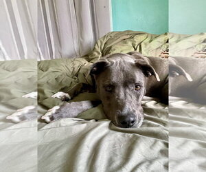 Landon - Male Labrador Retriever-Unknown Mix Dog for Adoption - Photo #7