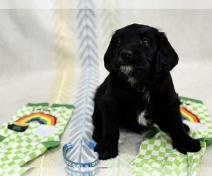 Labradoodle Puppy for sale in PRESCOTT VALLEY, AZ, USA