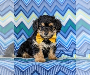Jack Chi-Poodle (Miniature) Mix Puppy for sale in LINCOLN UNIVERSITY, PA, USA