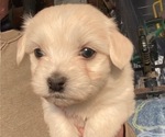 Puppy IsabellaON HOLD Coton de Tulear