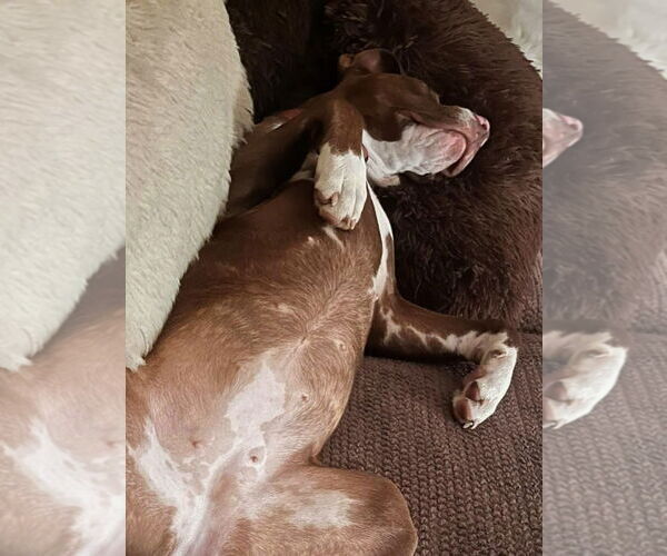 Medium Photo #8 American Staffordshire Terrier-Boxer Mix Puppy For Sale in Caribou, ME, USA