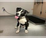 Small #1 American Pit Bull Terrier Mix