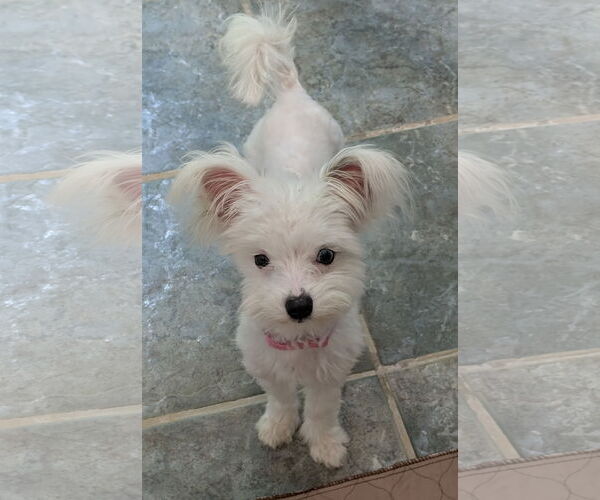 Medium Photo #6 Maltese-Unknown Mix Puppy For Sale in Greensboro, NC, USA