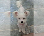 Small #5 Maltese Mix