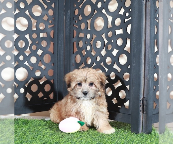 Medium Photo #2 Shorkie Tzu Puppy For Sale in MOUNT VERNON, OH, USA