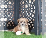 Apple - Female Shorkie Tzu Puppy for Sale - Photo #2