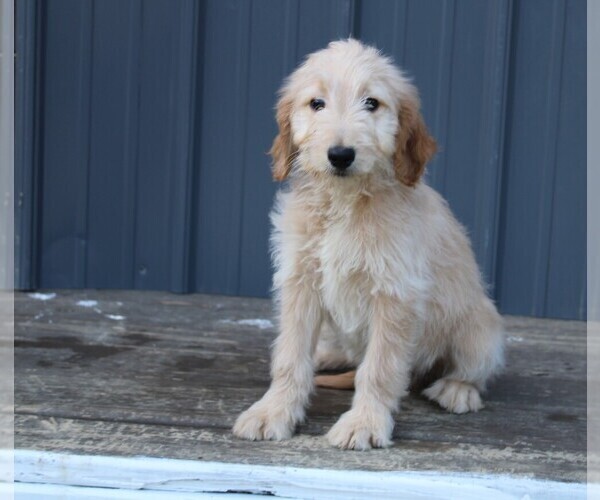 Medium Photo #1 Goldendoodle Puppy For Sale in BLOOMINGTON, IN, USA
