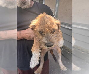 - Mix Dogs for adoption in Houston, TX, USA