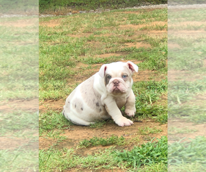 English Bulldog Puppy for sale in DALLAS, TX, USA