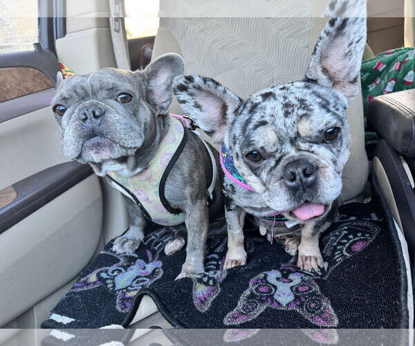 Medium Photo #11 French Bulldog Puppy For Sale in Sanford, FL, USA