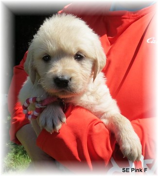 Medium Photo #1 Golden Retriever Puppy For Sale in TWO RIVERS, WI, USA