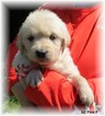 Small Photo #1 Golden Retriever Puppy For Sale in TWO RIVERS, WI, USA