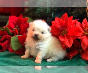 Pomeranian Puppy for sale in SILVERTON, OR, USA