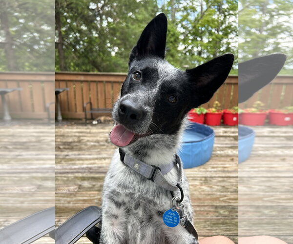 Medium Photo #2 Mutt Puppy For Sale in Garden City, NY, USA