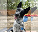 Small #1 Mutt