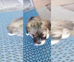 Malchi Puppy for sale in PLANO, TX, USA