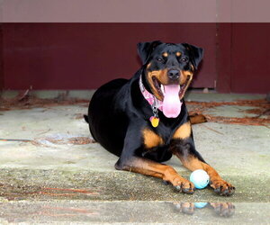 Maggie - Female Rotterman Dog for Adoption - Photo #4