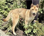 Small #1 Shiba Inu Mix