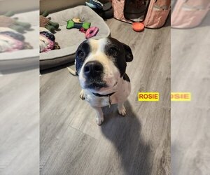 American Pit Bull Terrier-Unknown Mix Dogs for adoption in Woodland Hills, CA, USA
