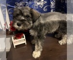 Small #7 Schnauzer (Miniature)