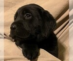 Small Photo #14 Labrador Retriever Puppy For Sale in PUEBLO, CO, USA